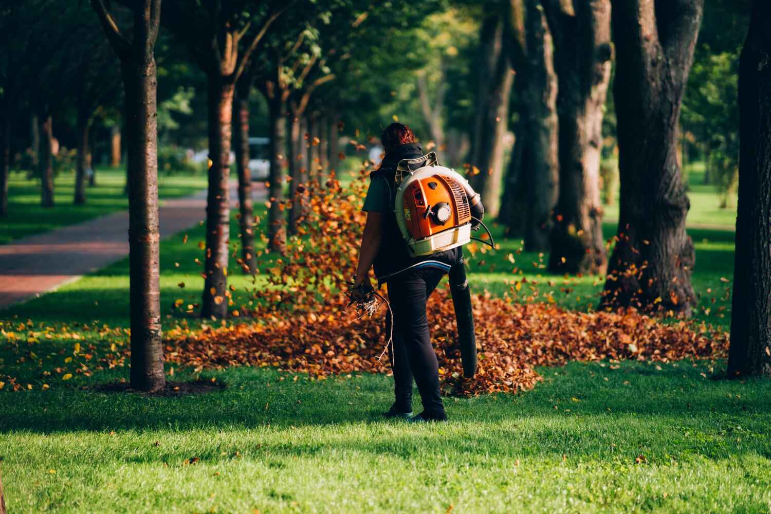 Best Emergency Storm Tree Removal  in Tamarac, FL